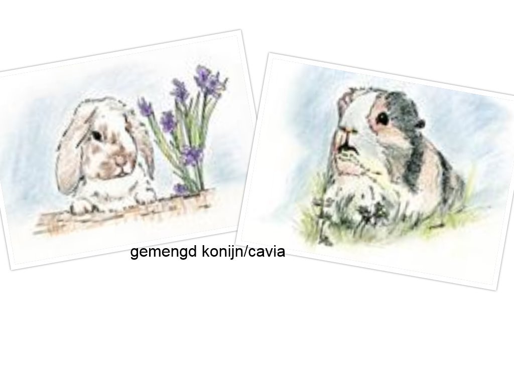 gemengd konijn cavia kleur